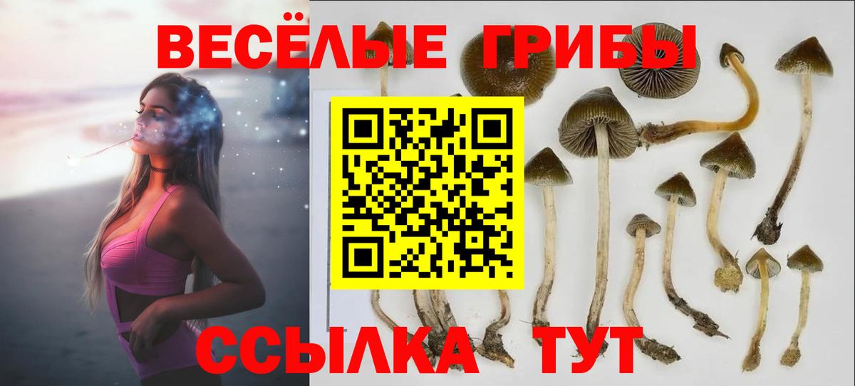 Псилоцибиновые грибы Psilocybe  Вход с VPN  Химки 